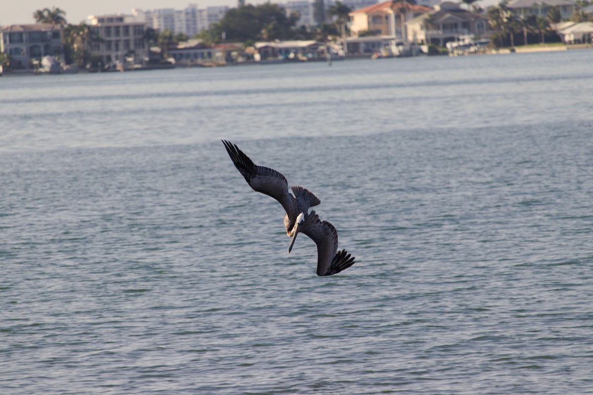 Brown Pelican - ML616728006