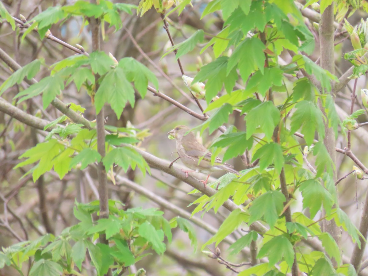 European Greenfinch - Alireza Kiani nejad