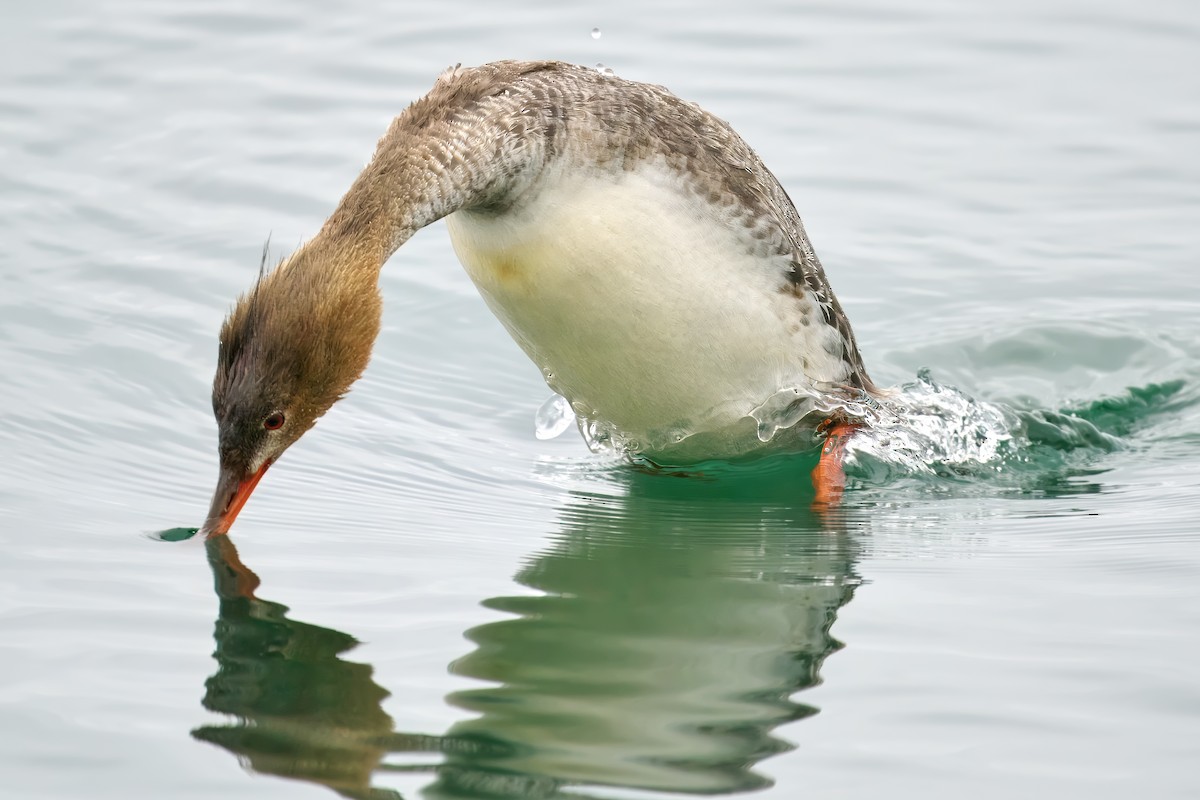 Red-breasted Merganser - Gavin Edmondstone