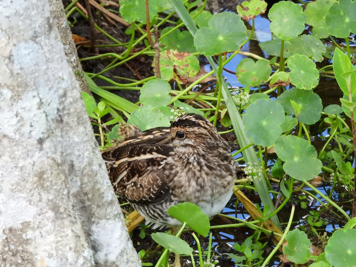 Wilson's Snipe - ML616728019