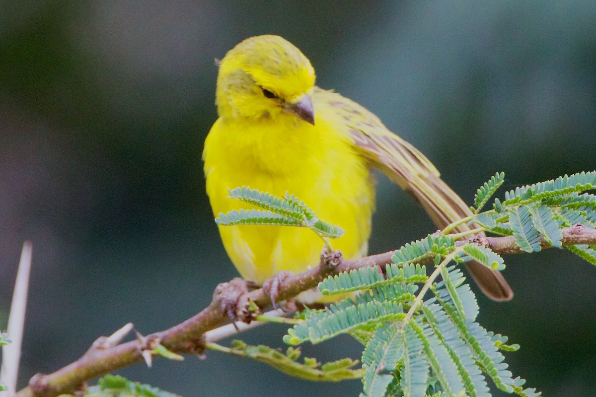 White-bellied Canary - Gordon Sick