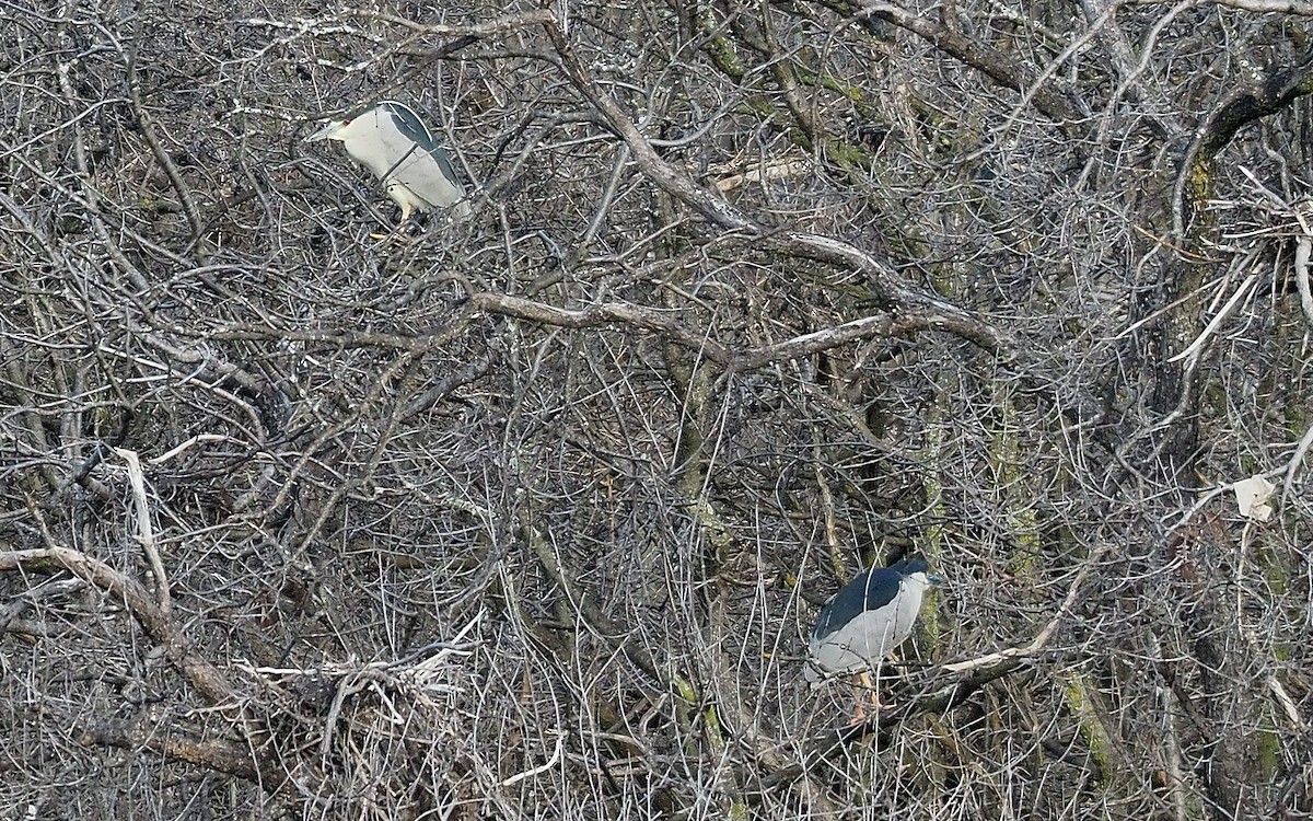 Black-crowned Night Heron - ML616728061