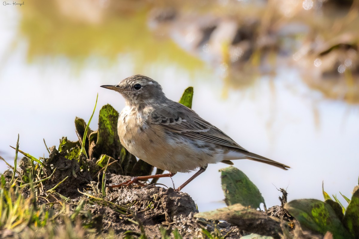 Water Pipit - ML616728076