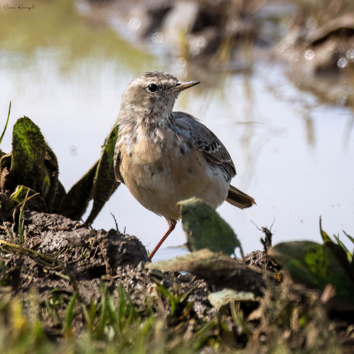 Water Pipit - ML616728077