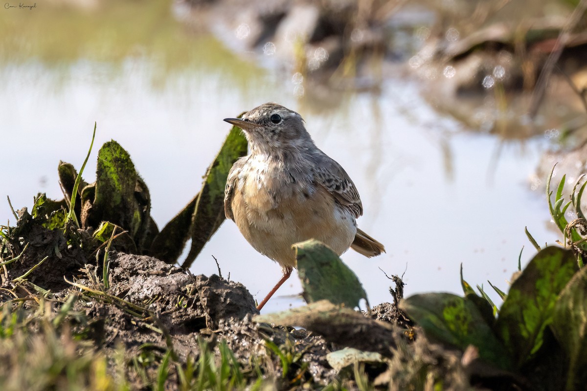 Water Pipit - ML616728078