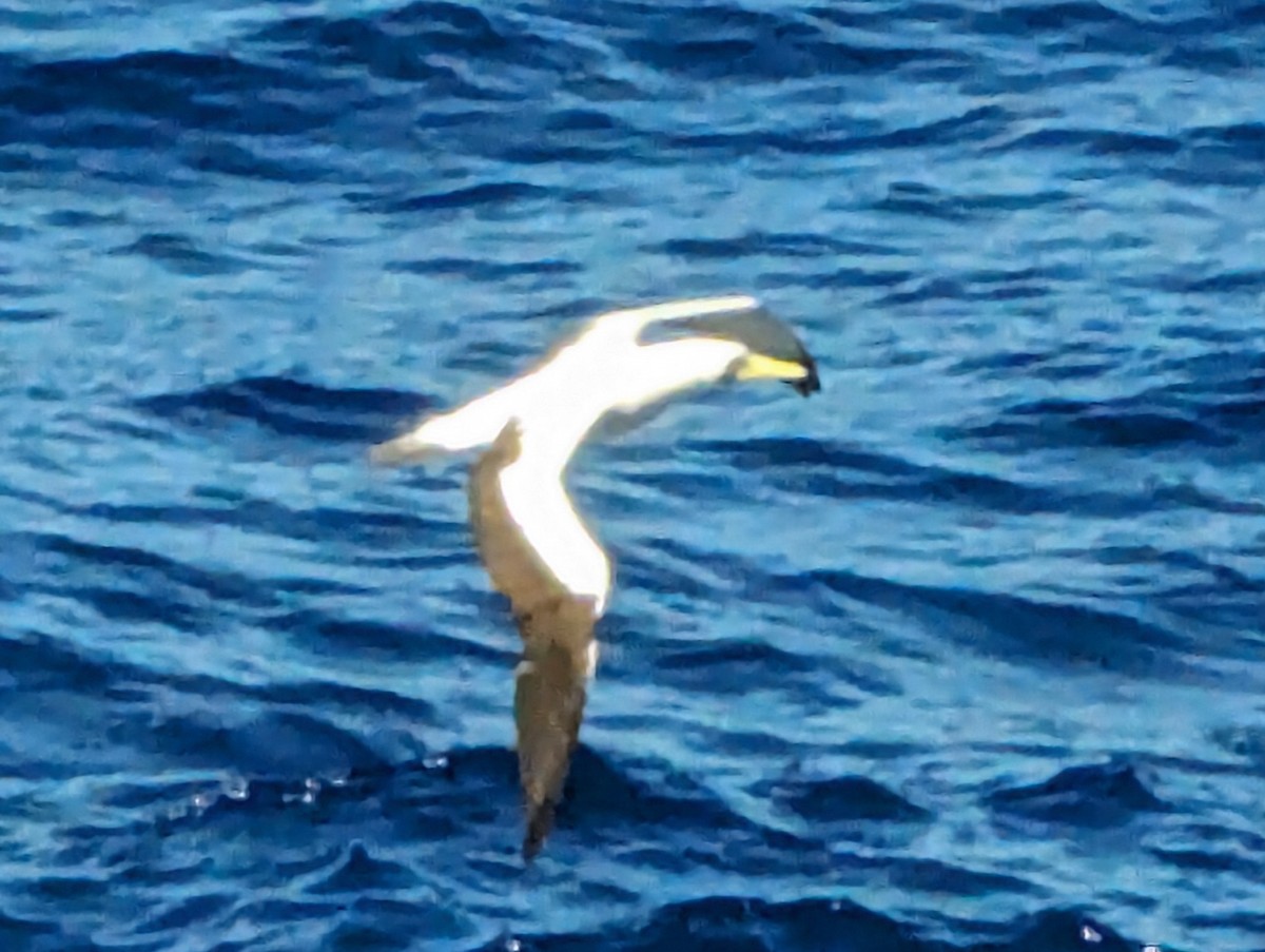 Masked Booby - ML616728079