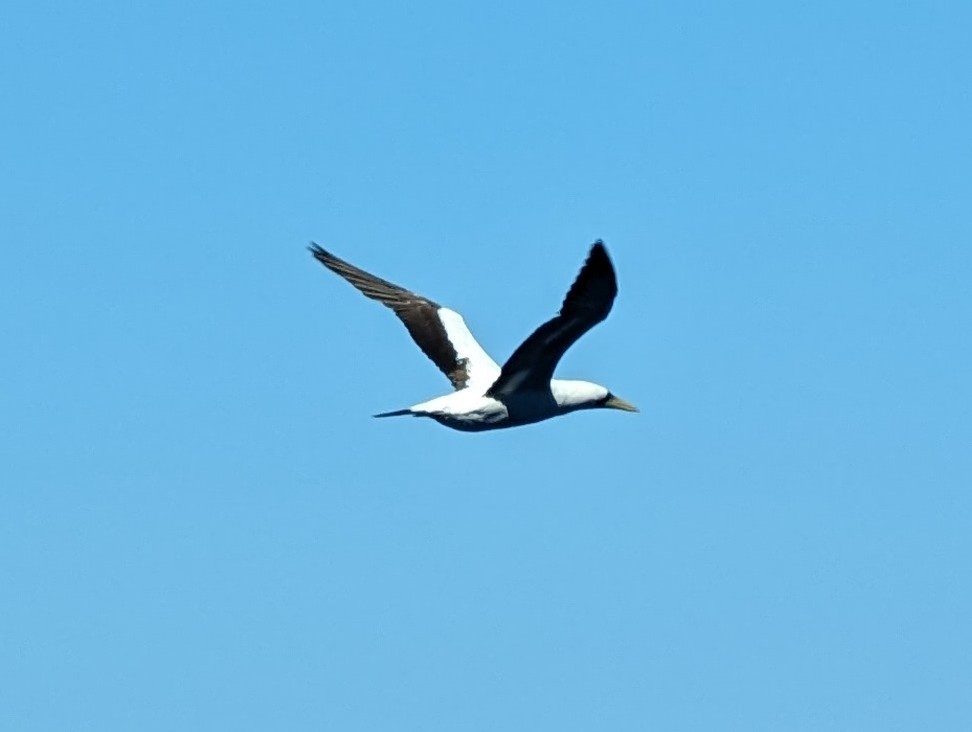 Masked Booby - ML616728081