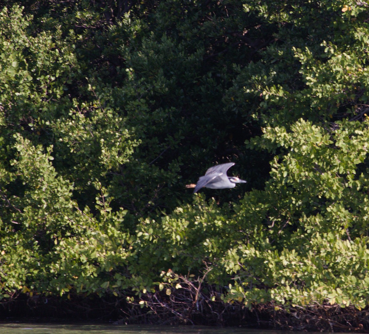 Yellow-crowned Night Heron - ML616728082