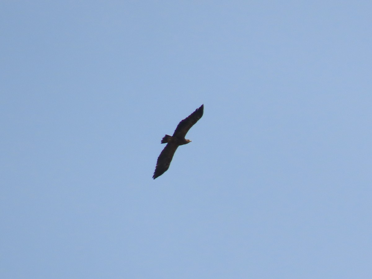 Lesser Spotted Eagle - ML616728093