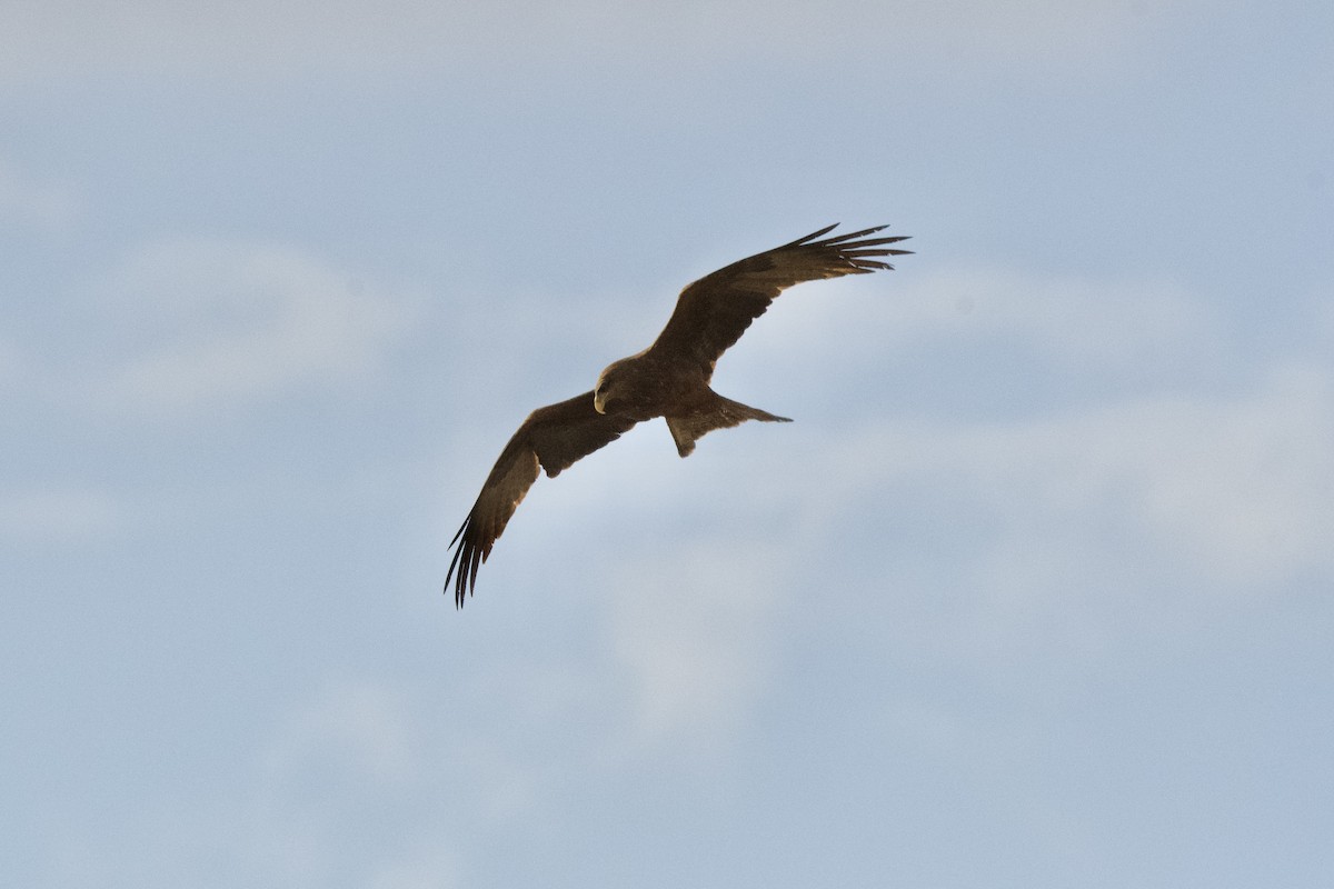 Black Kite (Yellow-billed) - Norbert Wittling