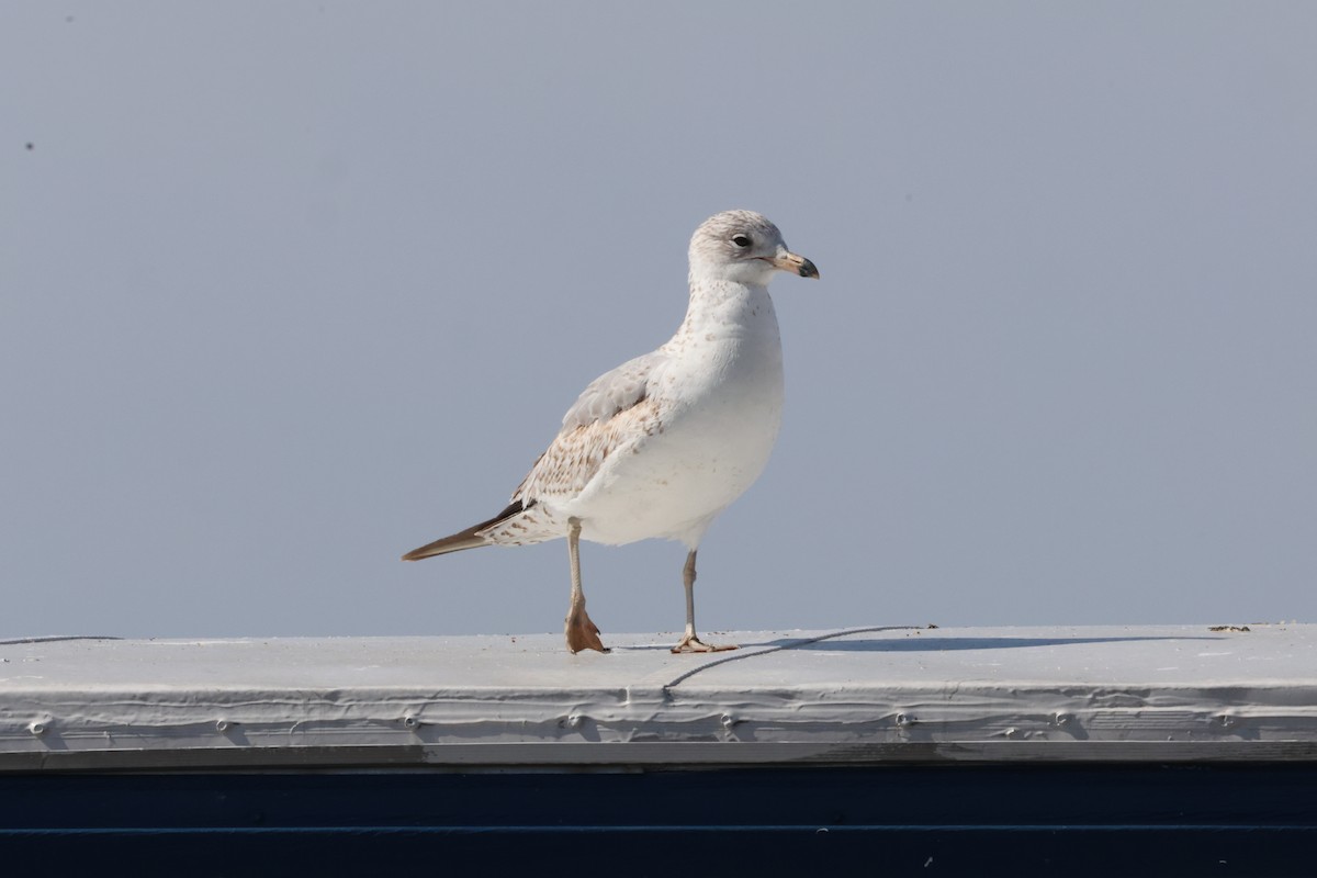 Ring-billed Gull - ML616728149