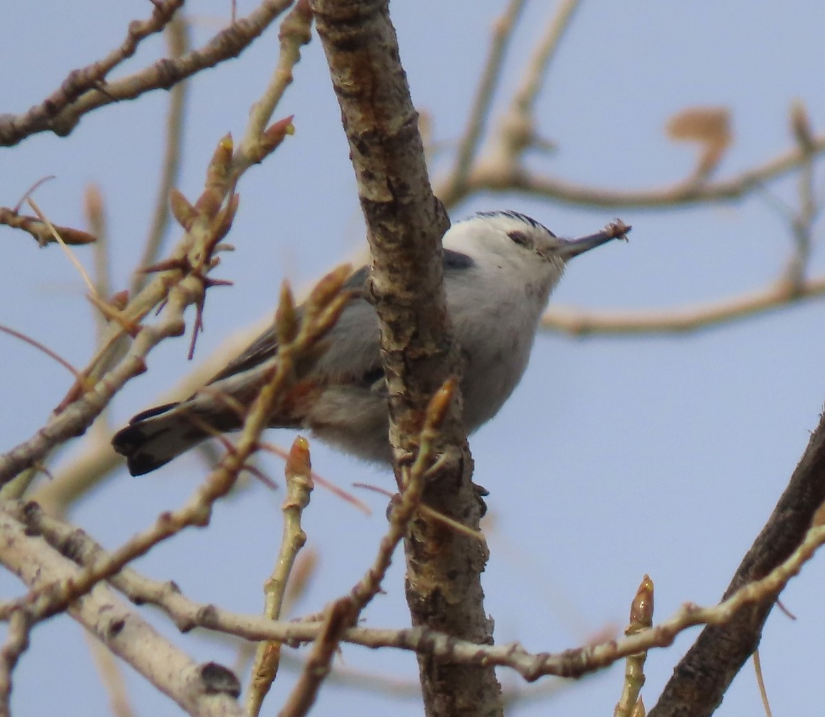 Sittelle à poitrine blanche - ML616728225