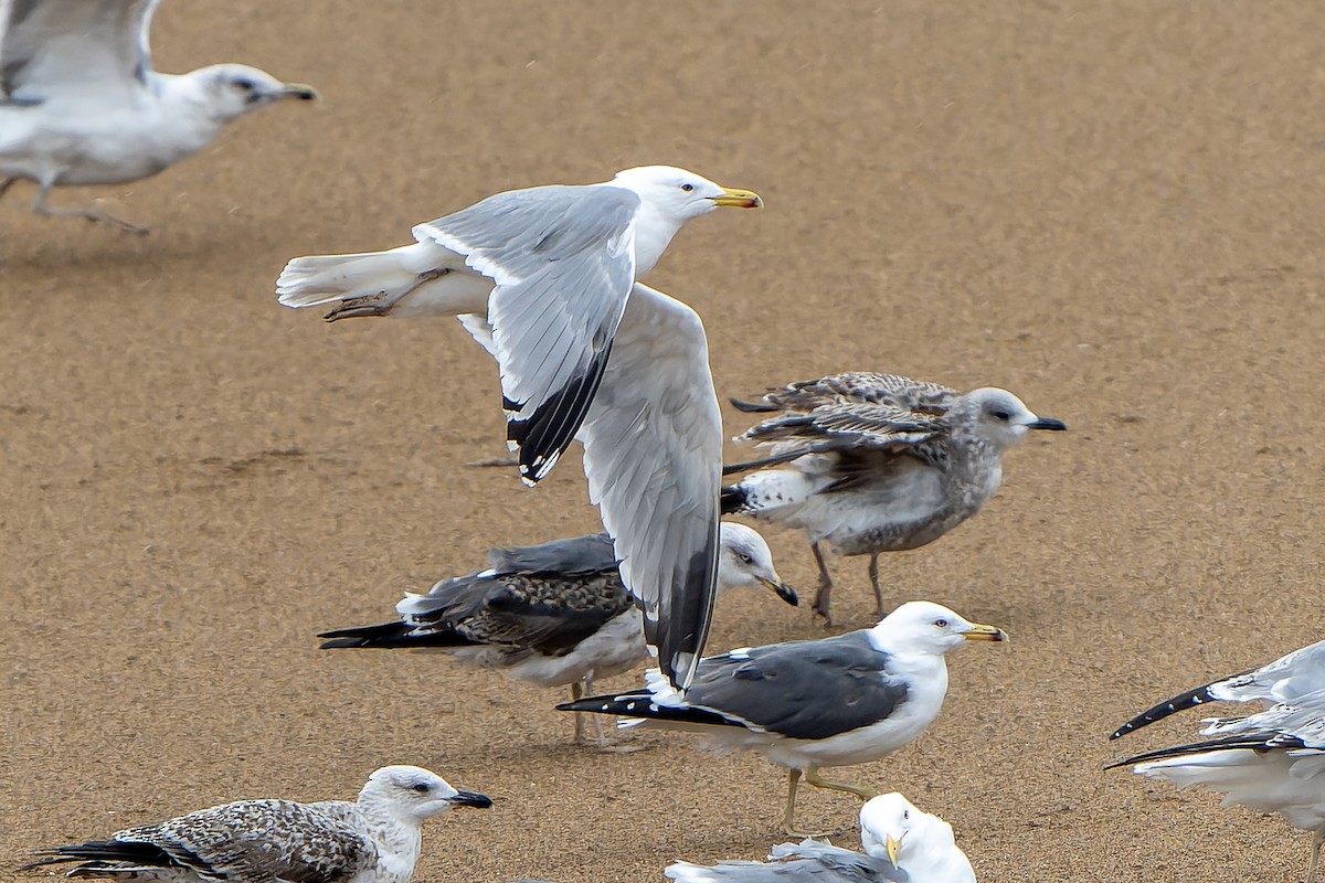 Caspian x Herring Gull (hybrid) - ML616728260