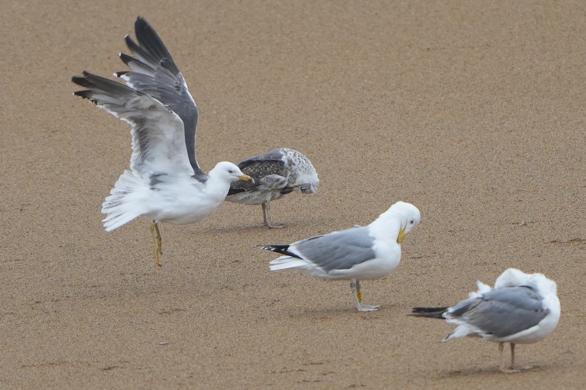 Caspian x Herring Gull (hybrid) - ML616728261