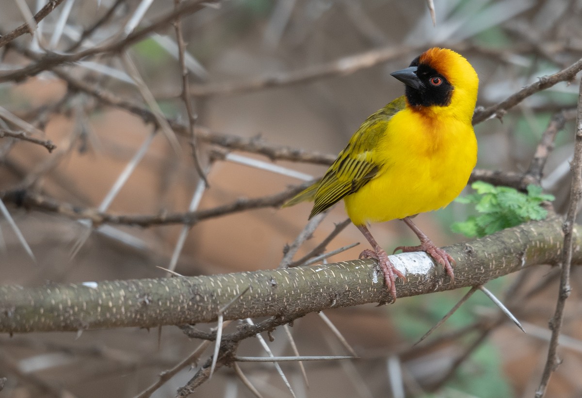 Vitelline Masked-Weaver - Kevin Gong