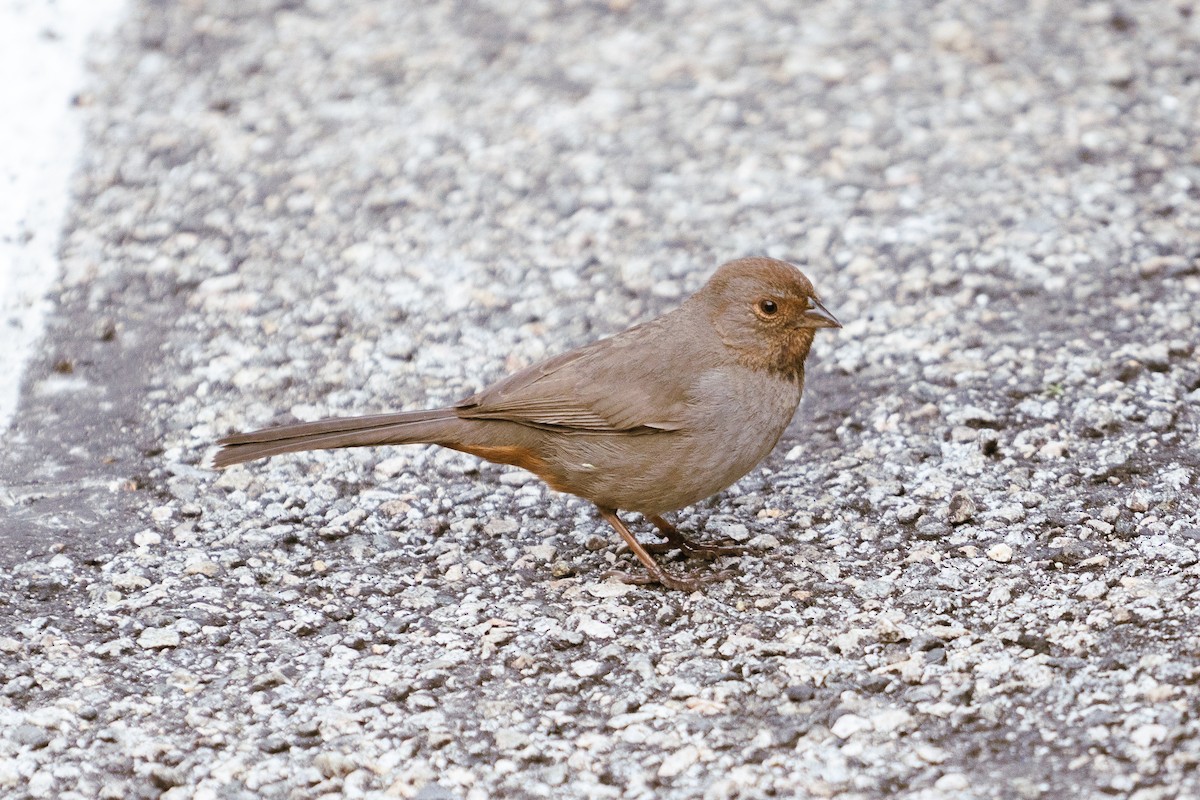 California Towhee - ML616728278