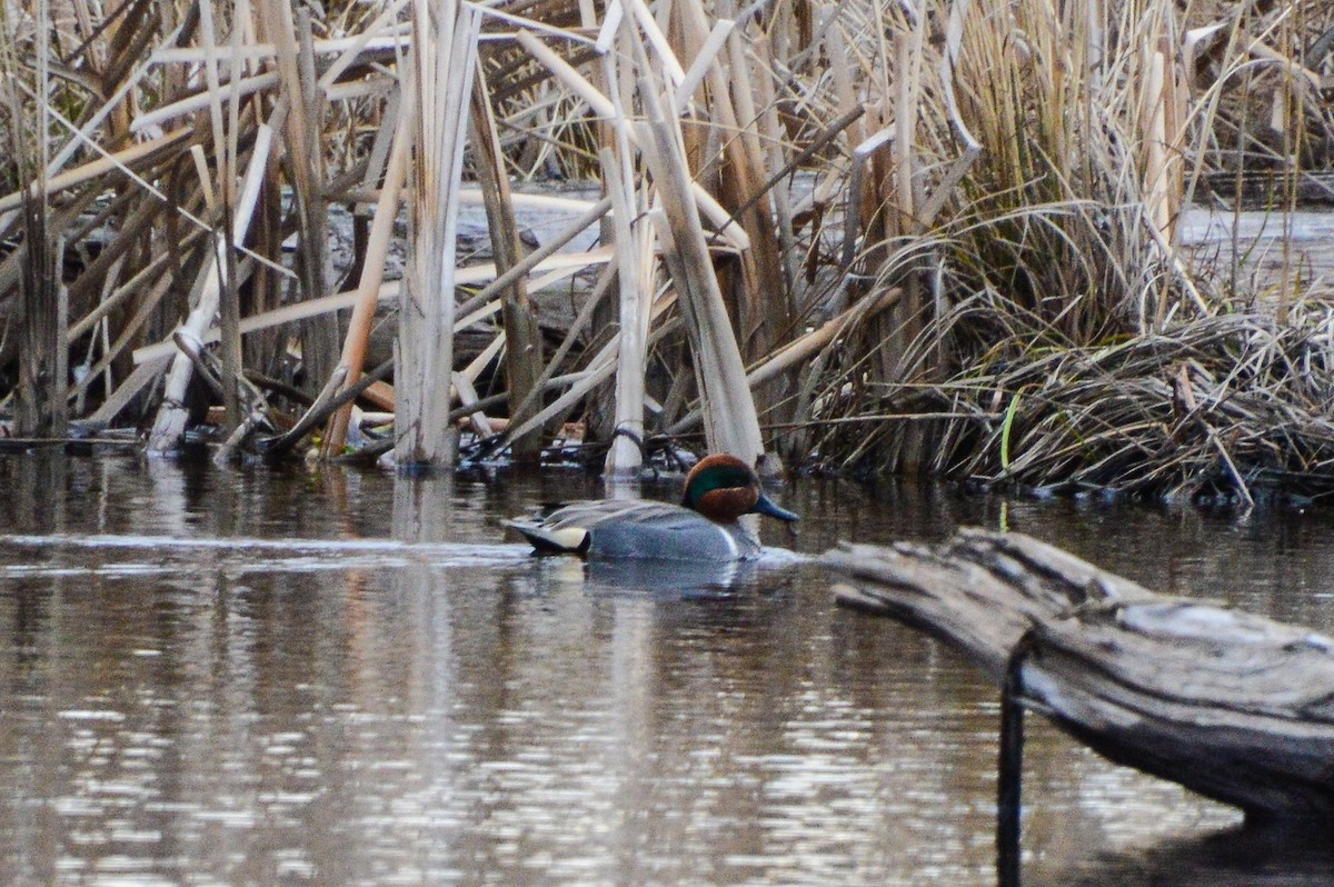 Green-winged Teal - Nicholas Schomburg