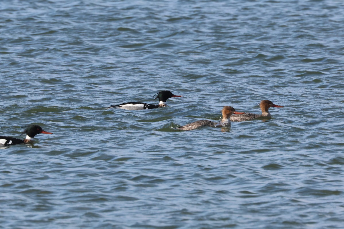 Red-breasted Merganser - ML616728302