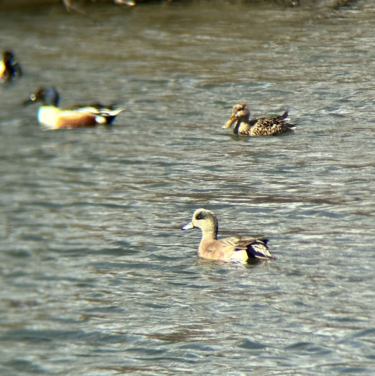American Wigeon - ML616728333