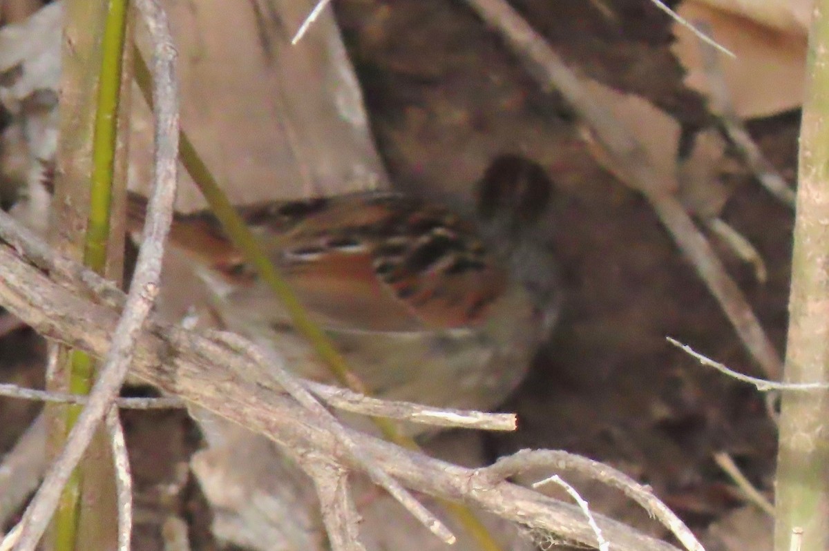 Swamp Sparrow - Mark Romero