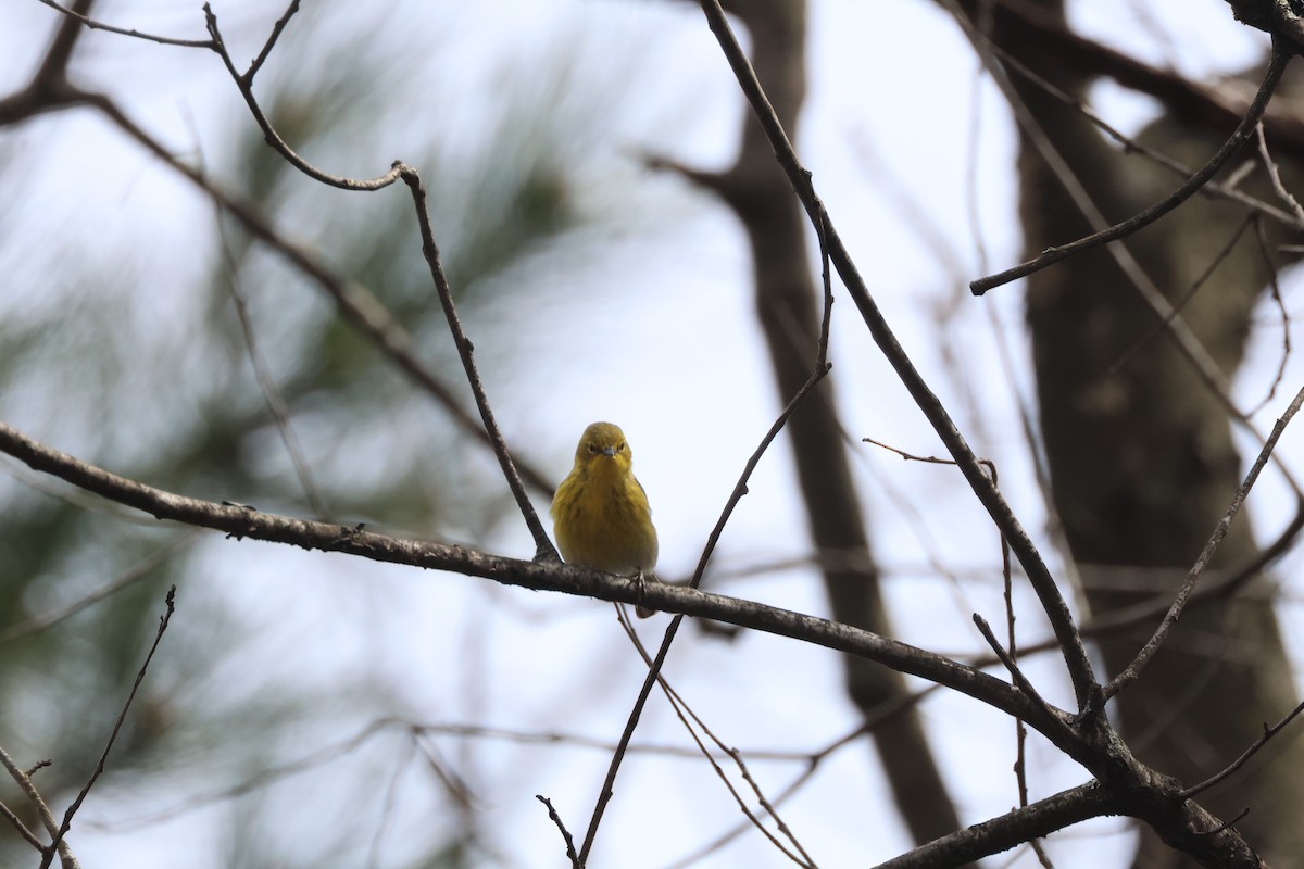 Pine Warbler - Tracey Chan