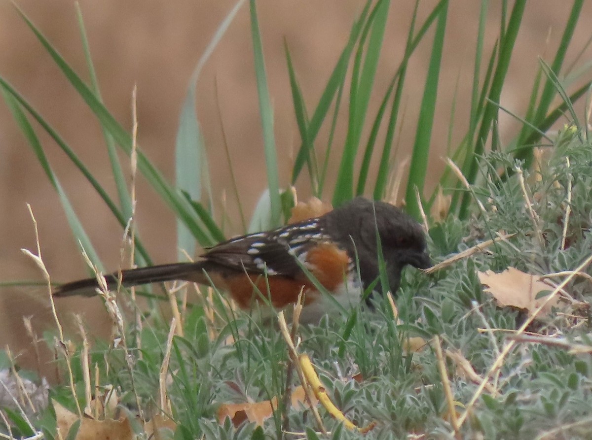 Spotted Towhee - Mark Romero