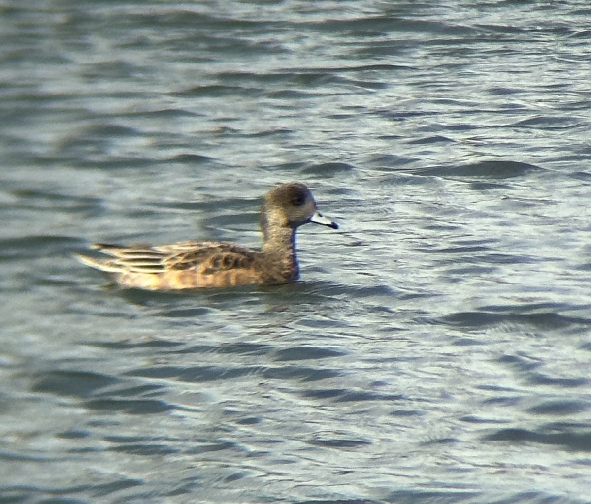 American Wigeon - ML616728352