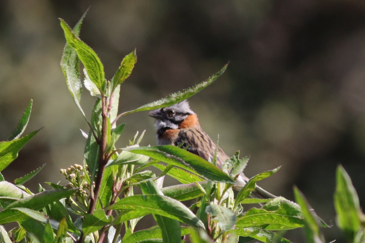 Rufous-collared Sparrow - ML616728369