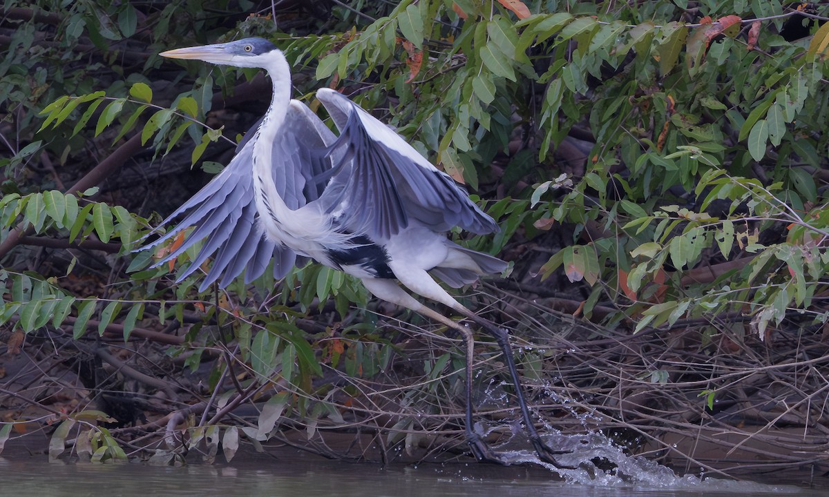 Cocoi Heron - ML616728377