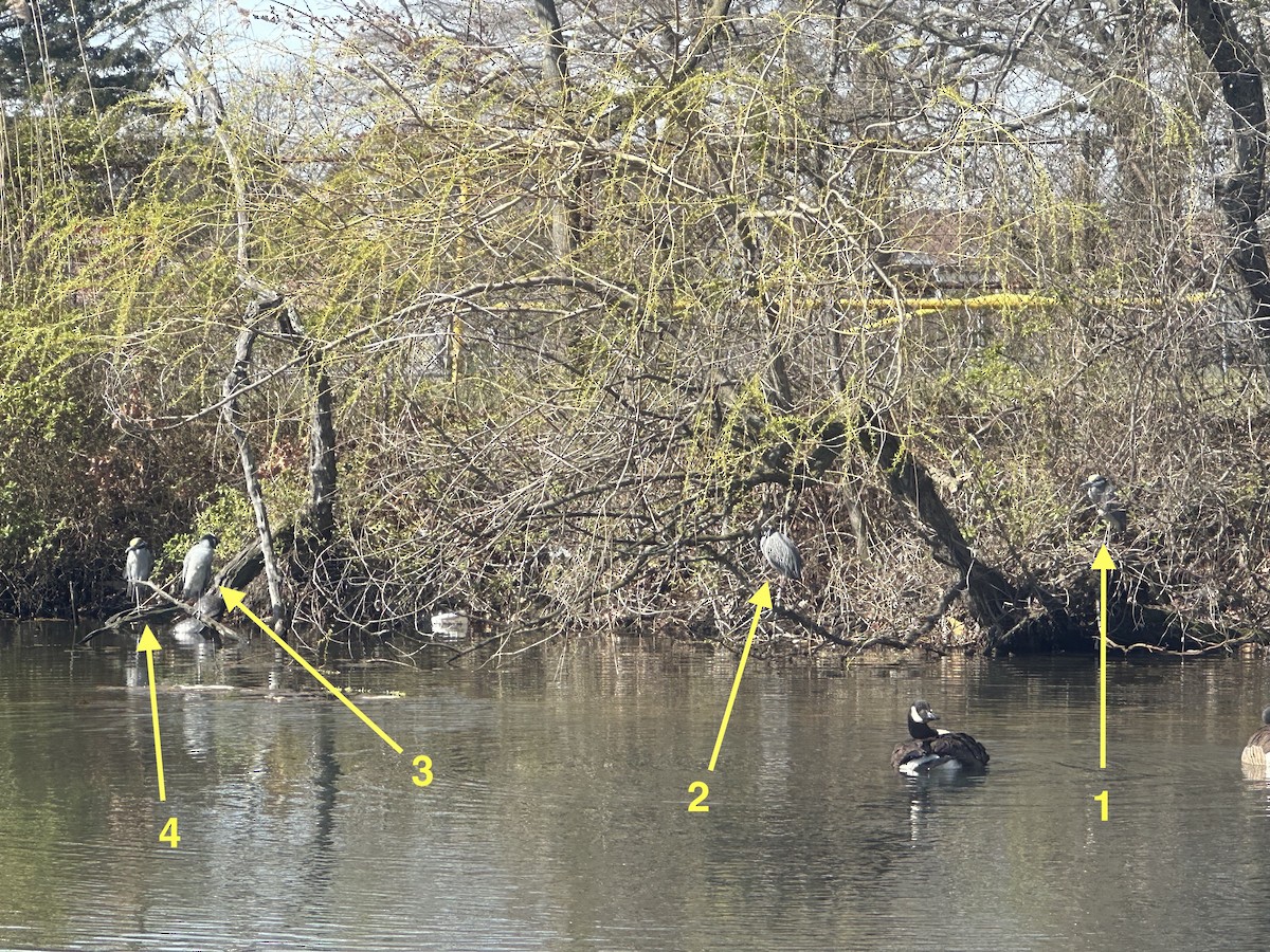 Yellow-crowned Night Heron - ML616728380