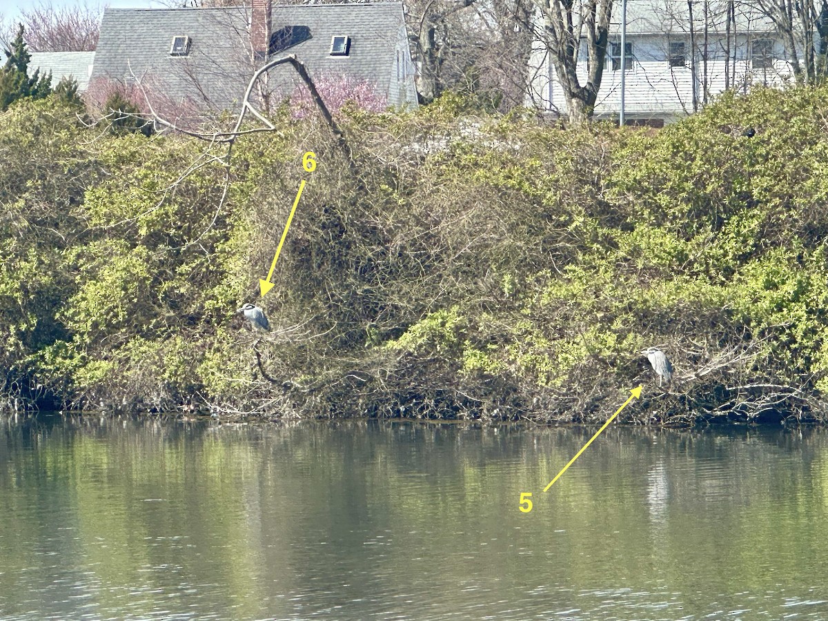 Yellow-crowned Night Heron - ML616728388