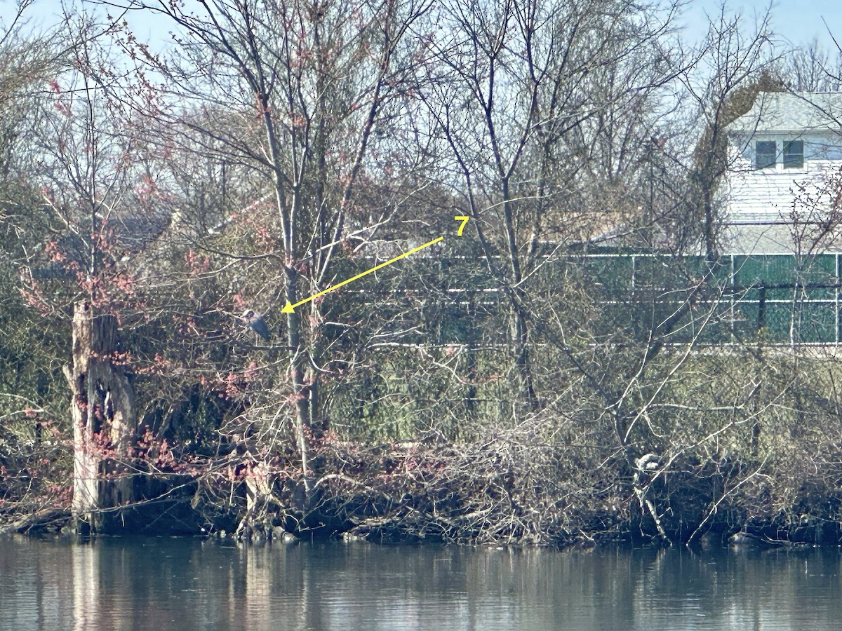 Yellow-crowned Night Heron - ML616728399