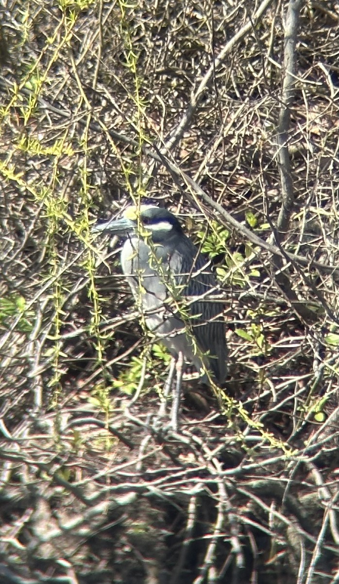 Yellow-crowned Night Heron - ML616728417