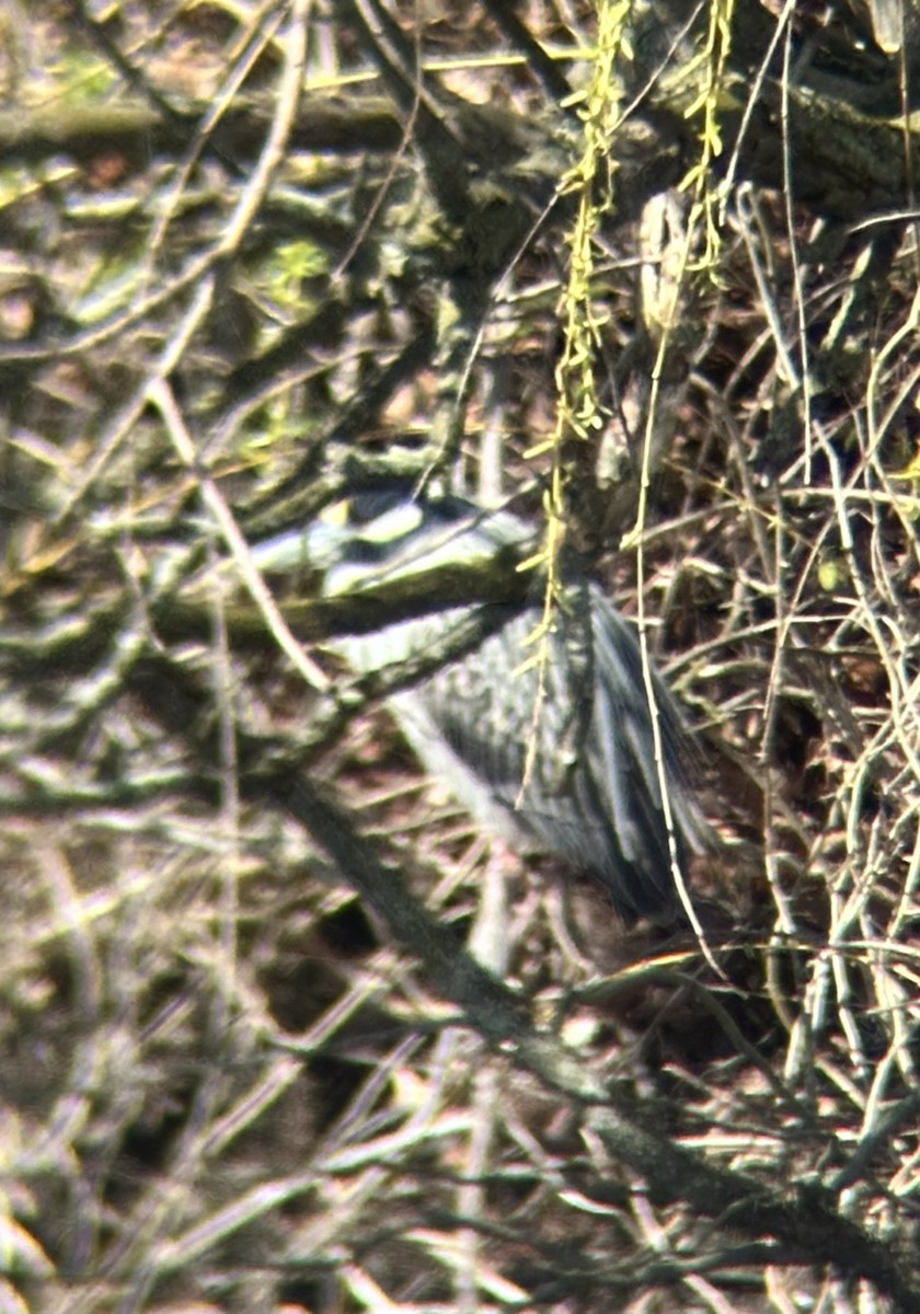 Yellow-crowned Night Heron - ML616728418