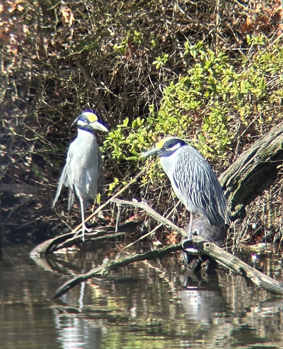 Yellow-crowned Night Heron - ML616728421