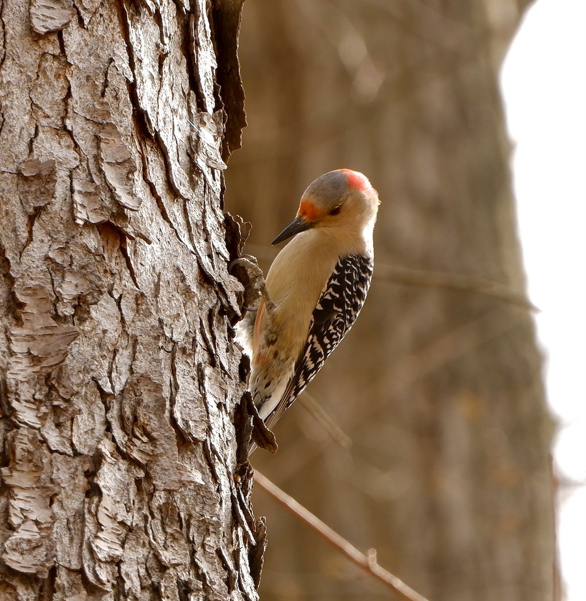 Red-bellied Woodpecker - ML616728422