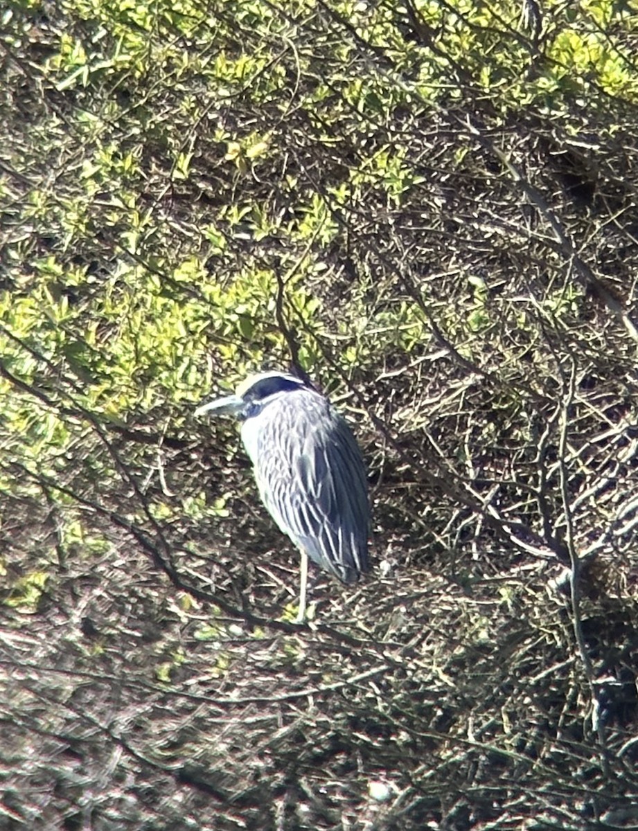 Yellow-crowned Night Heron - ML616728423