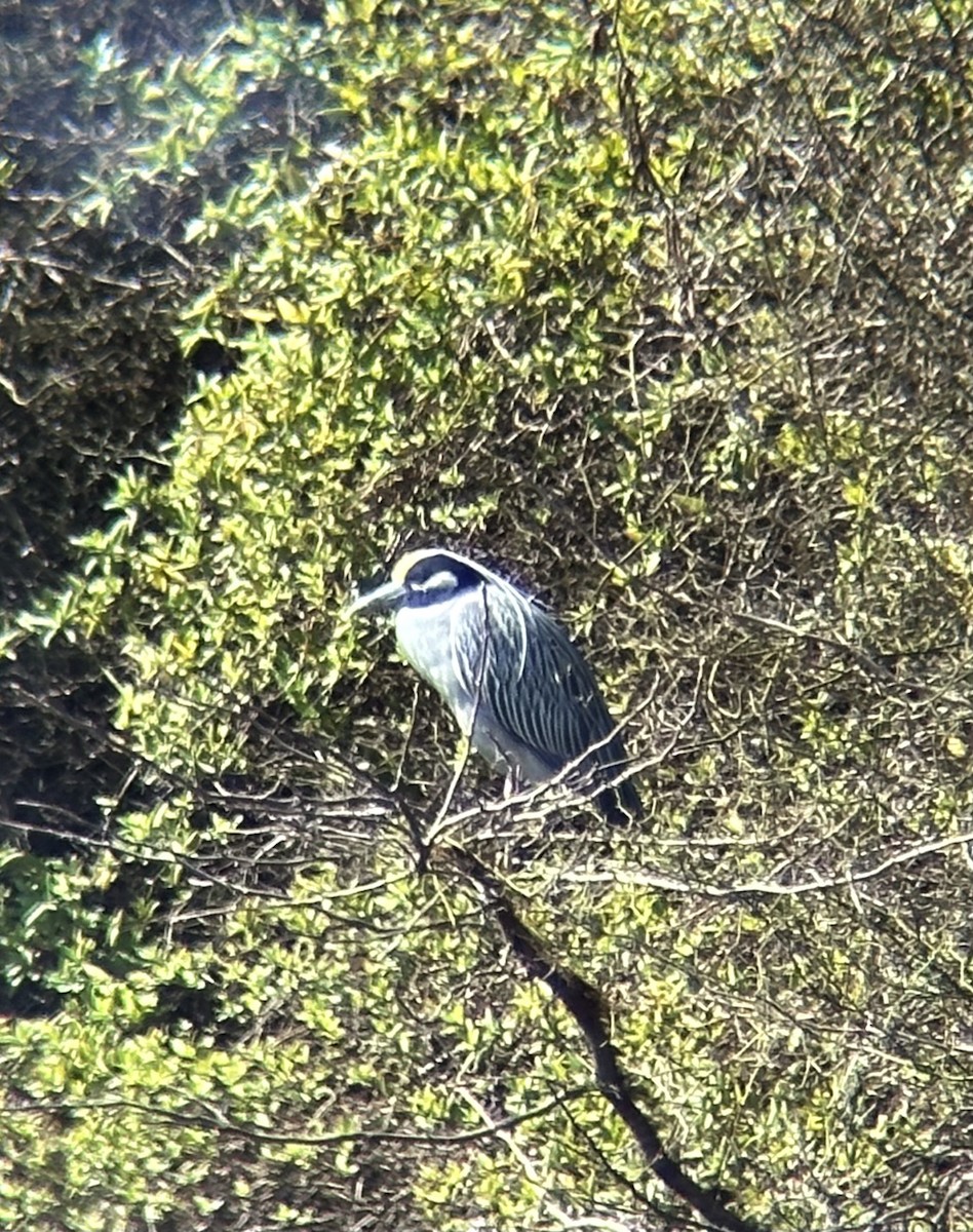 Yellow-crowned Night Heron - ML616728424