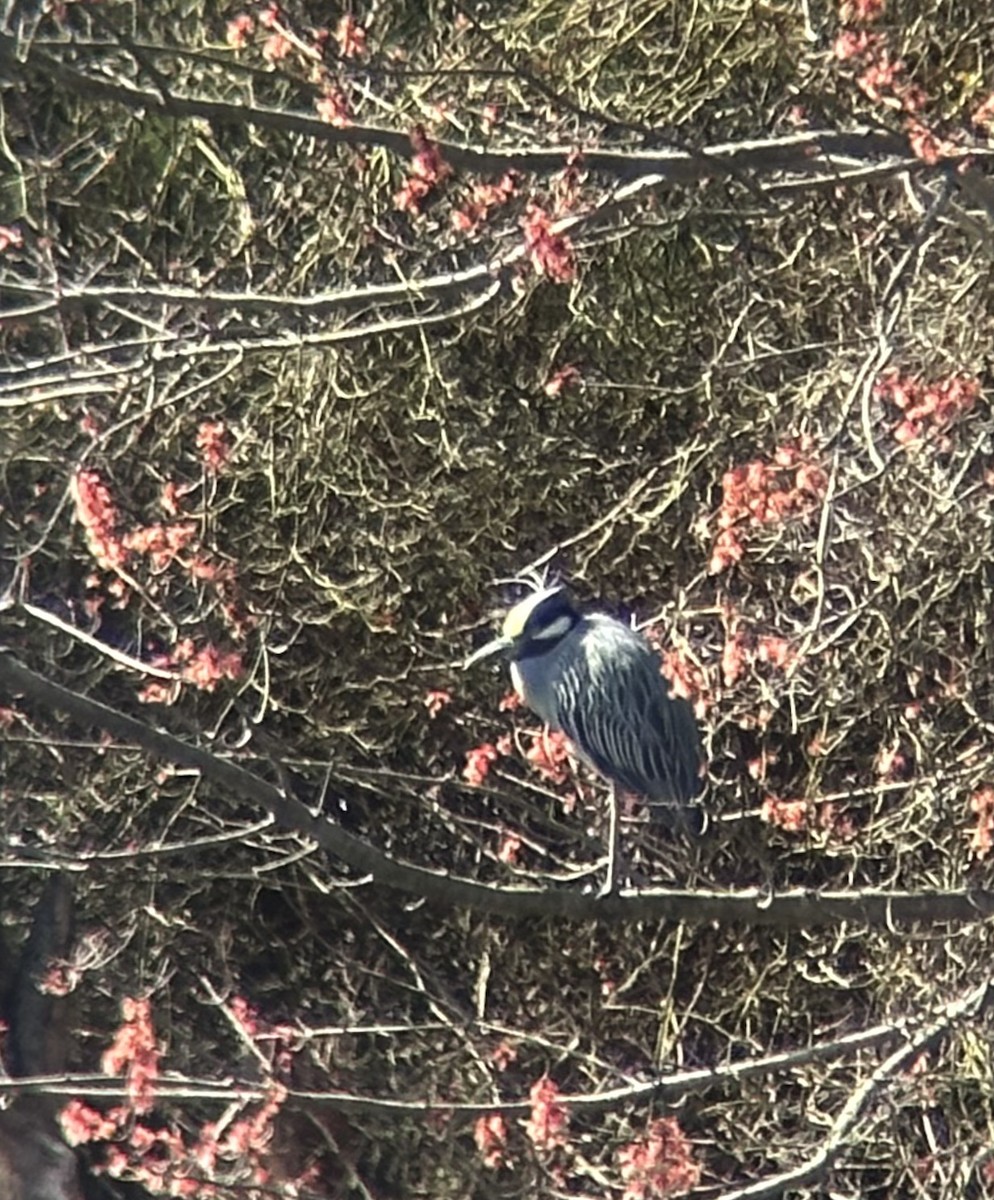 Yellow-crowned Night Heron - ML616728425