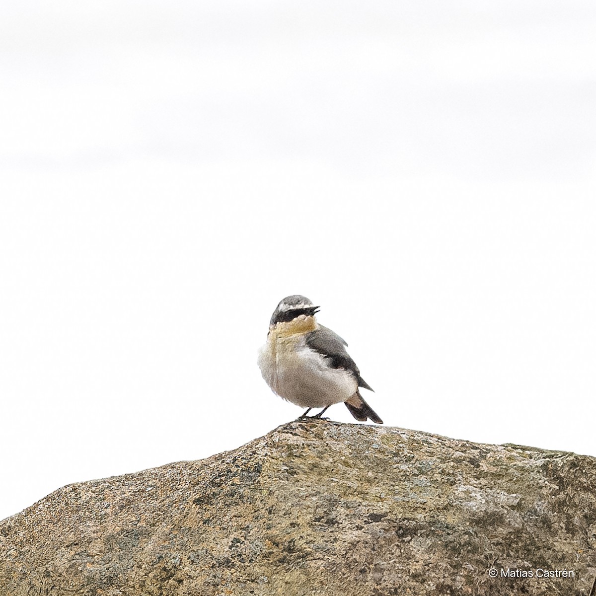 Northern Wheatear - ML616728428