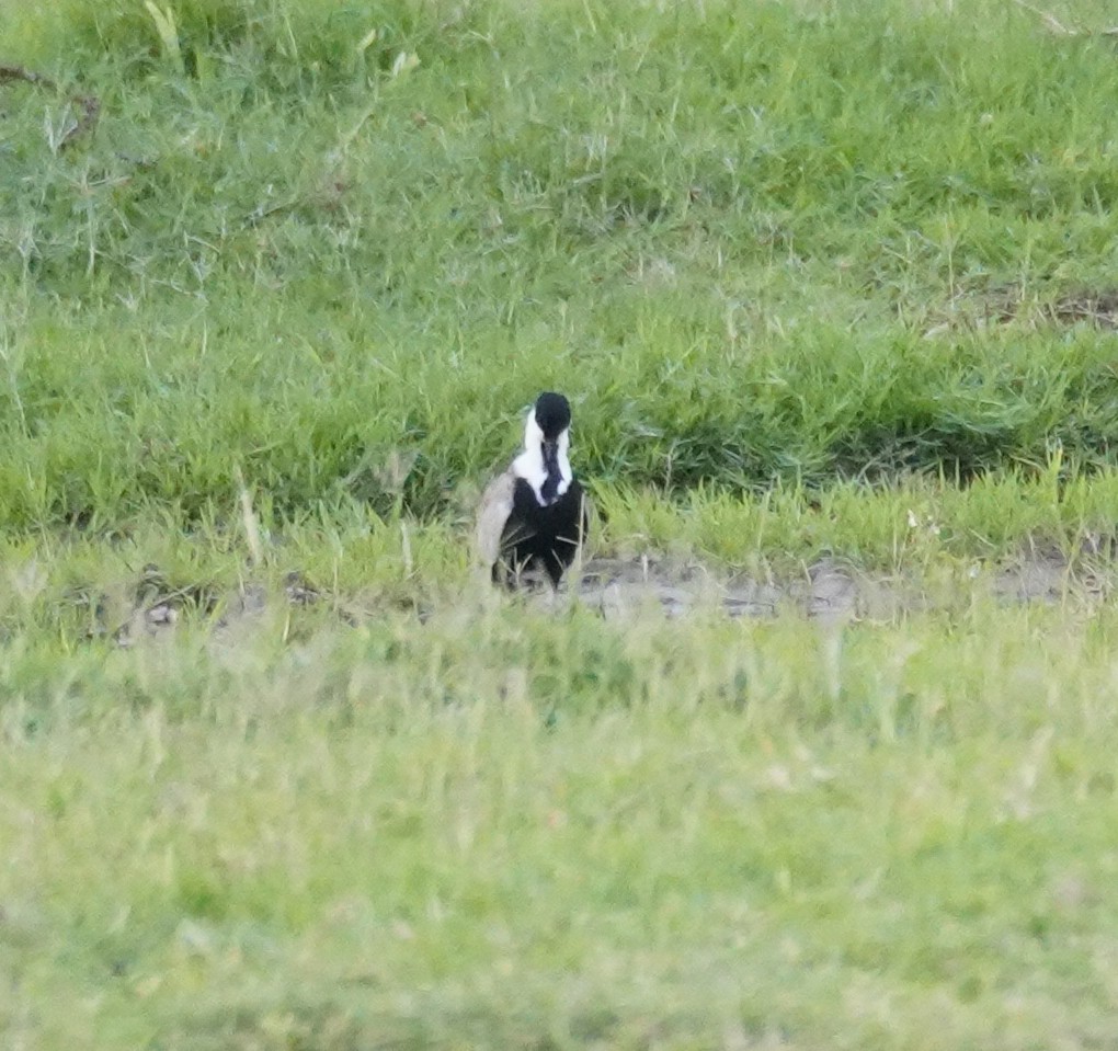 Spur-winged Lapwing - ML616728443