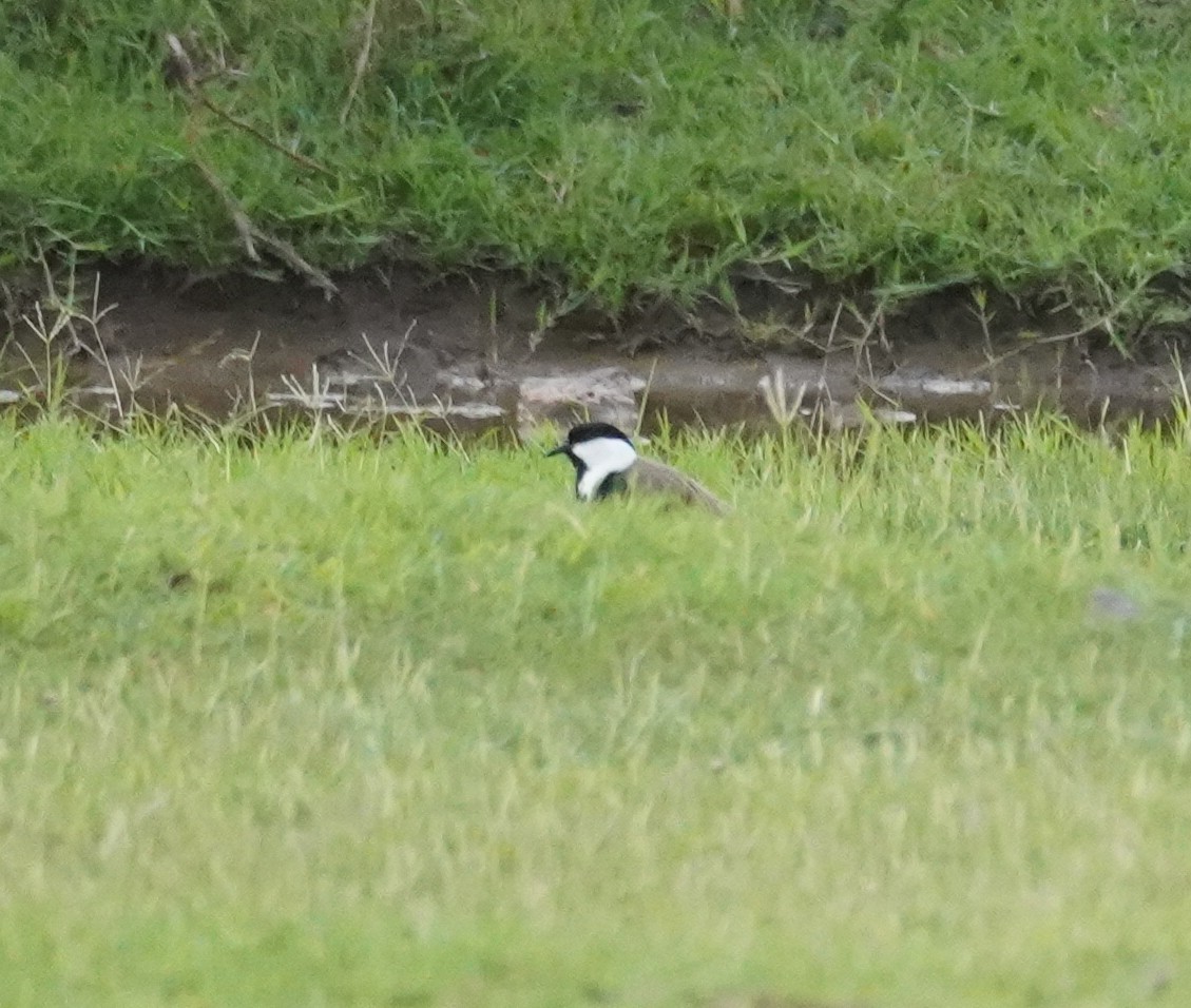 Spur-winged Lapwing - ML616728444