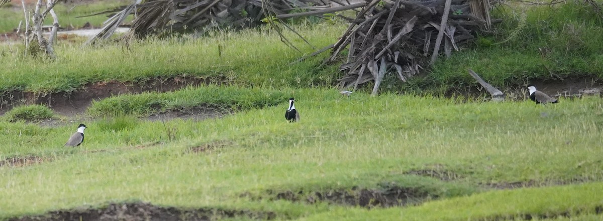 Spur-winged Lapwing - ML616728445