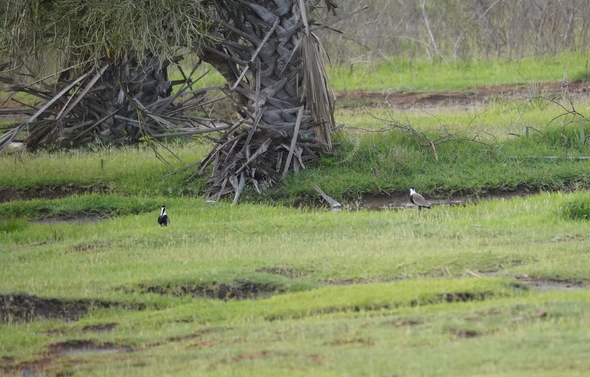 Spur-winged Lapwing - ML616728446
