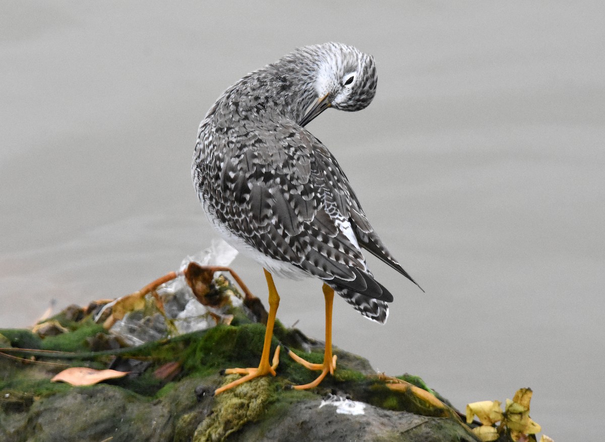 Lesser Yellowlegs - José A Cortés Guerrero