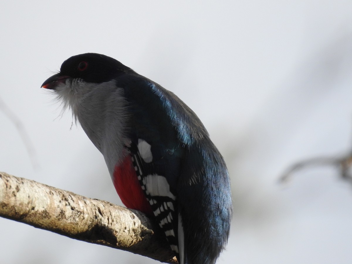 trogon kubánský - ML616728571