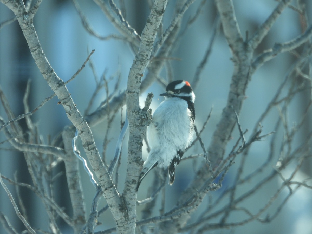 Downy Woodpecker - ML616728663