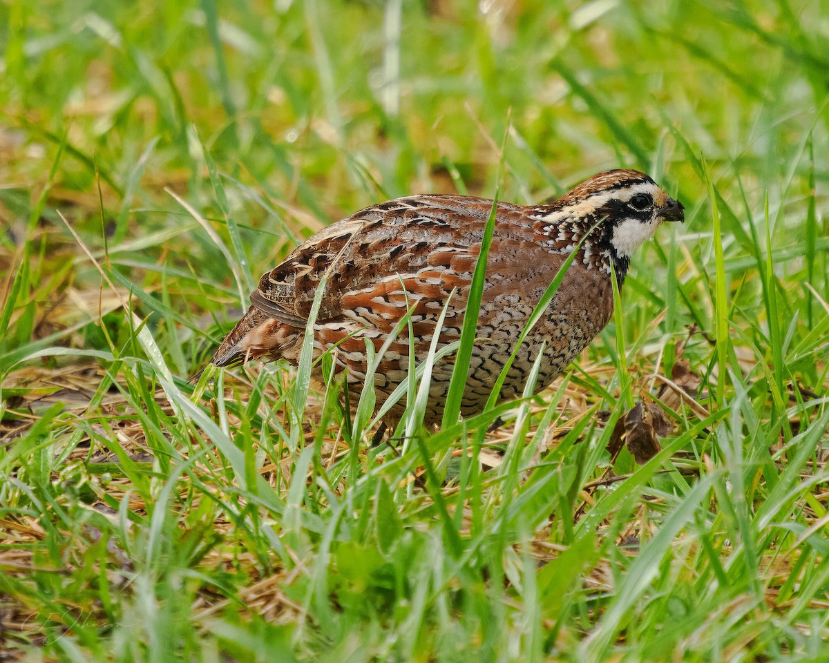 Northern Bobwhite (Eastern) - C. Johnson