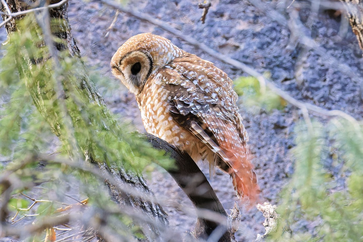 Spotted Owl - ML616728755