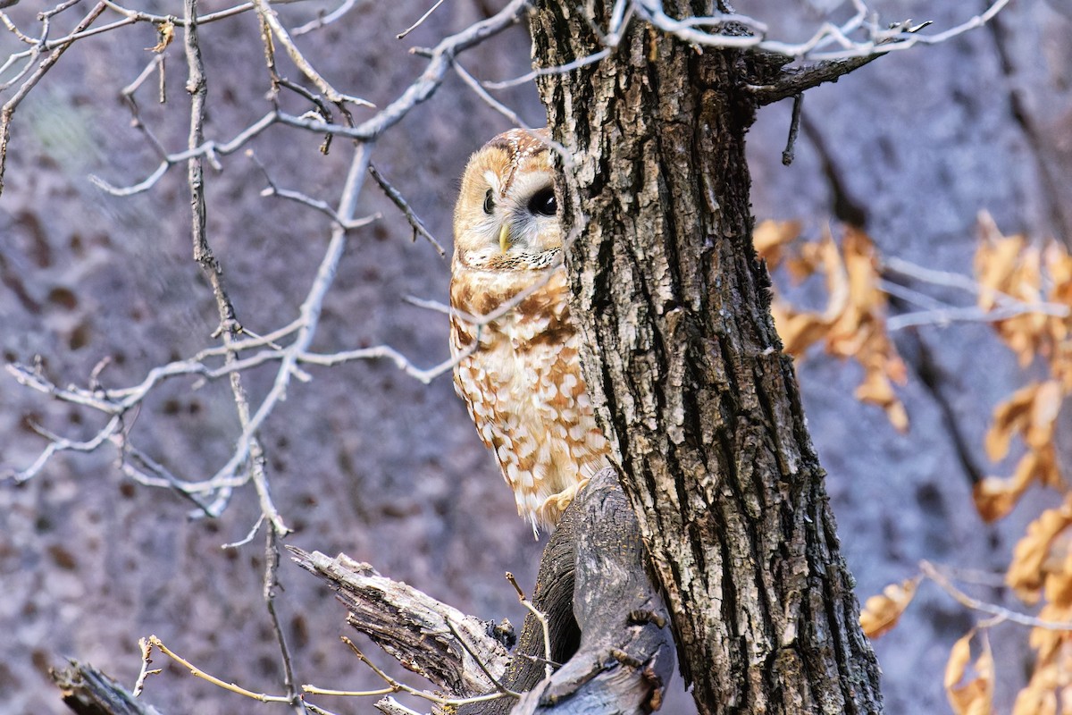 Spotted Owl - ML616728756